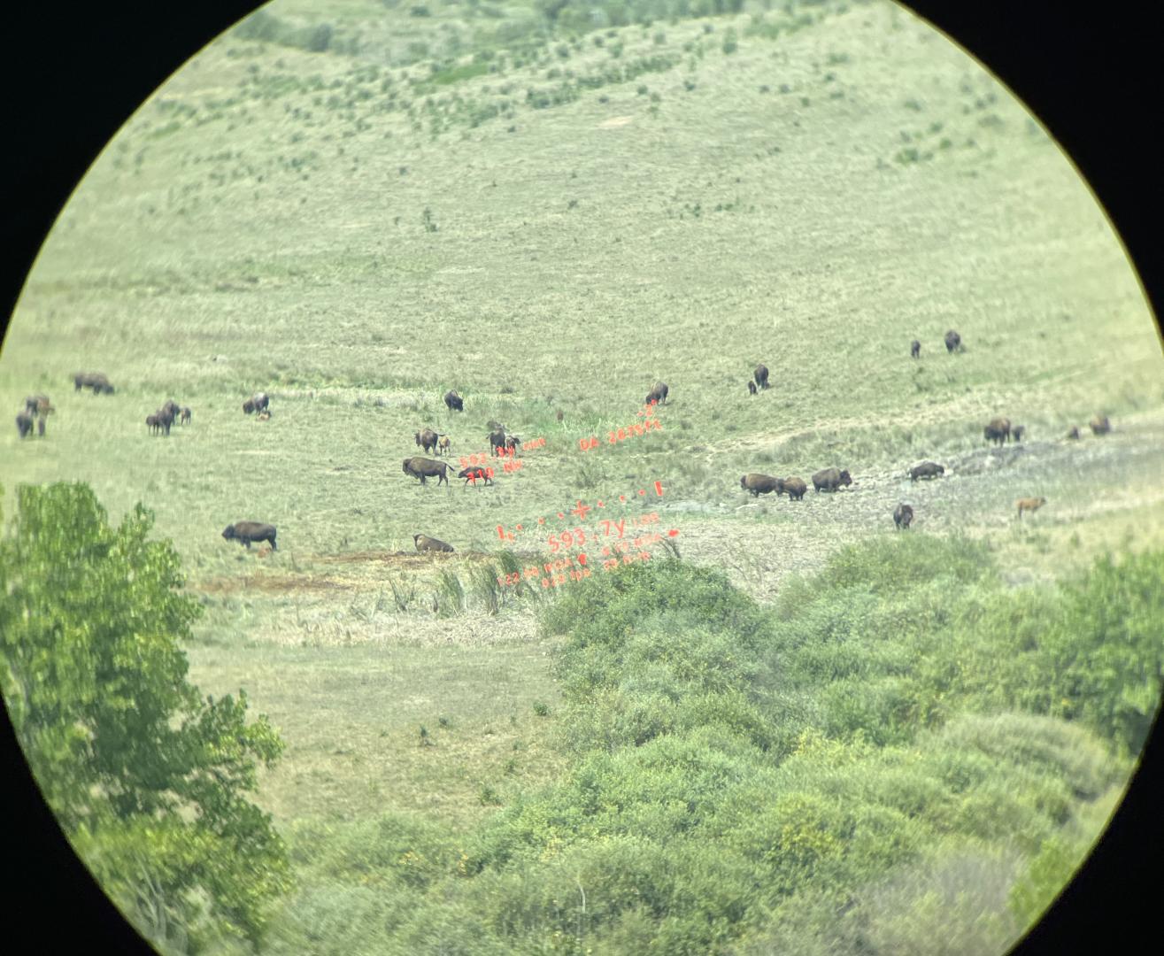 A Bison herd at 594yds though the Sig Kilo10K-ABS Gen II Binoculars