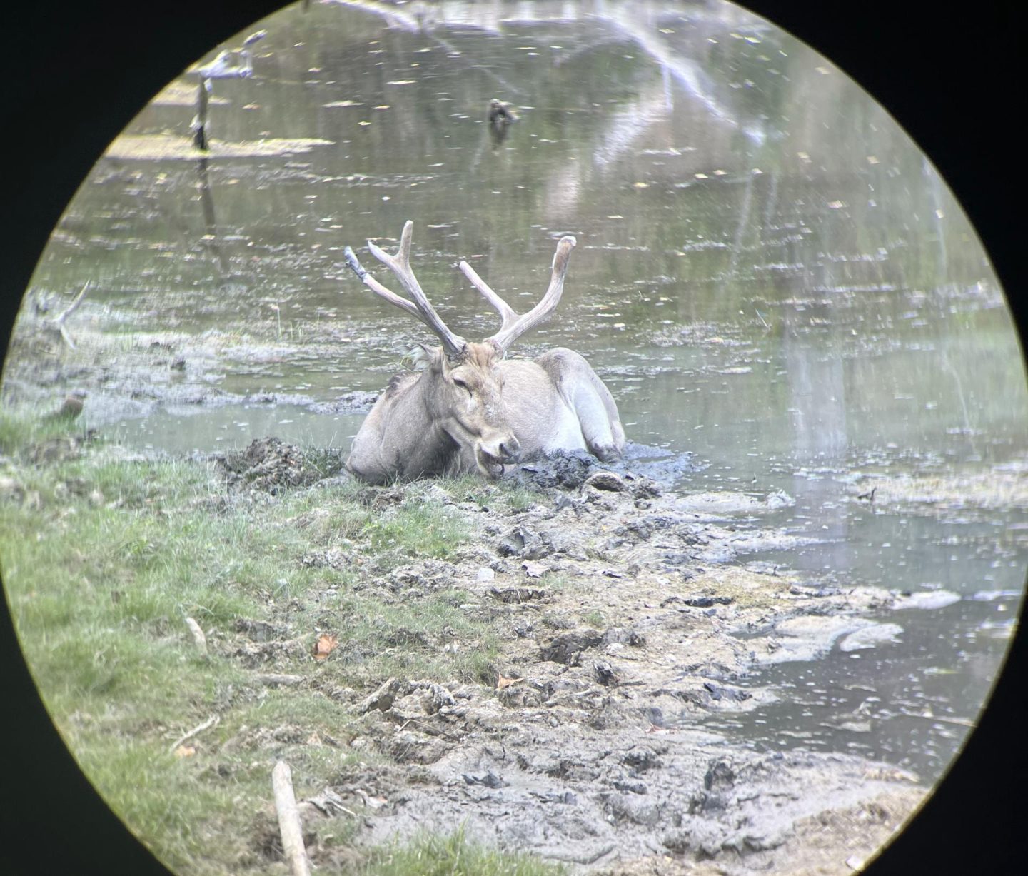 Père David's Deer Through the Sig Kilo 10K-ABS HD Gen II