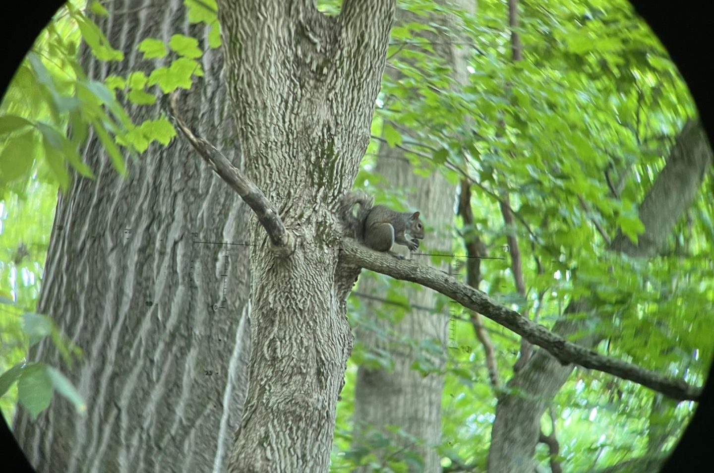 A common Eastern Gray Squirrel though the Vectronix Vector X laser rangefinding binoculars