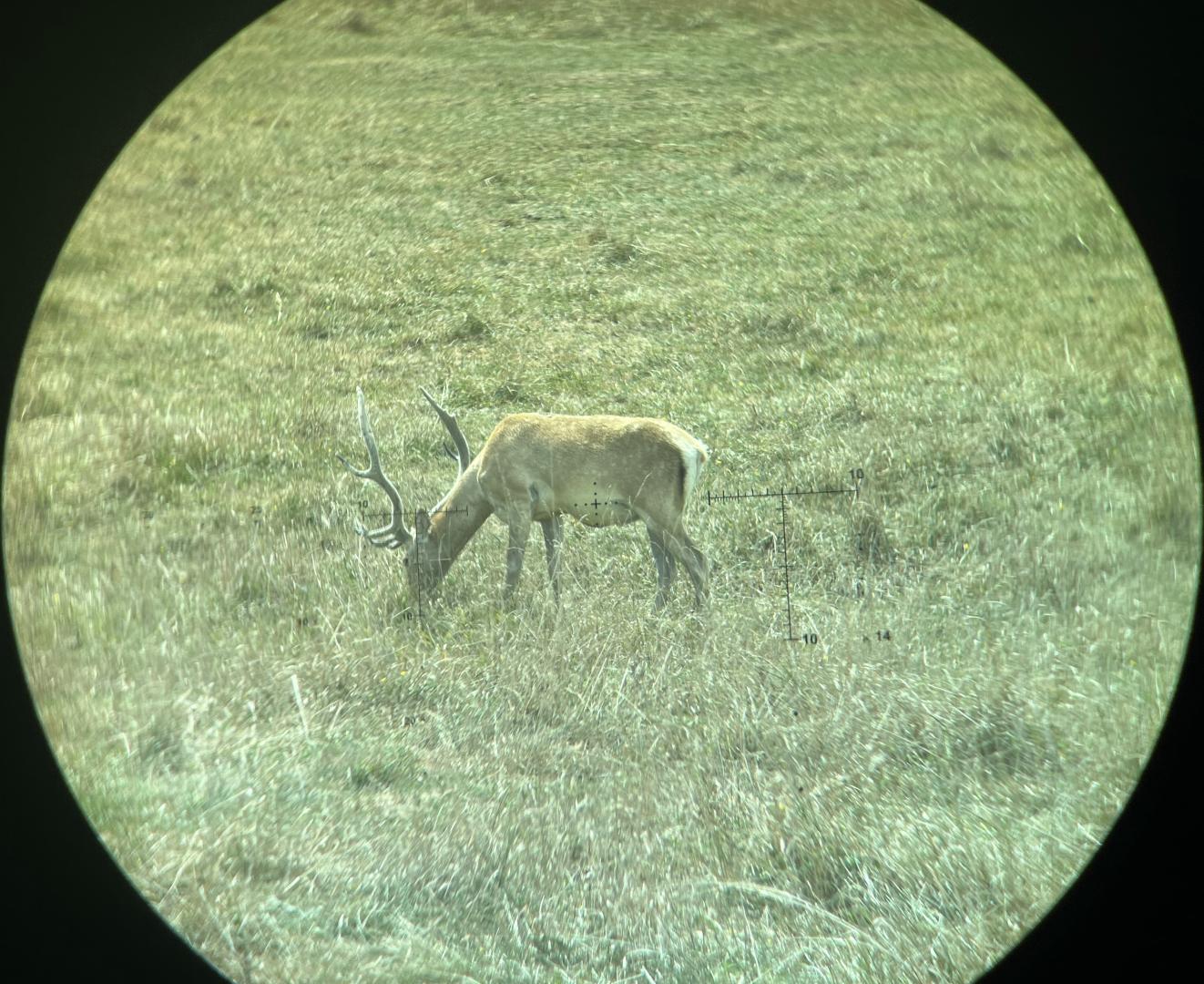 Bactrian deer though the Vectronix Vector X binoculars