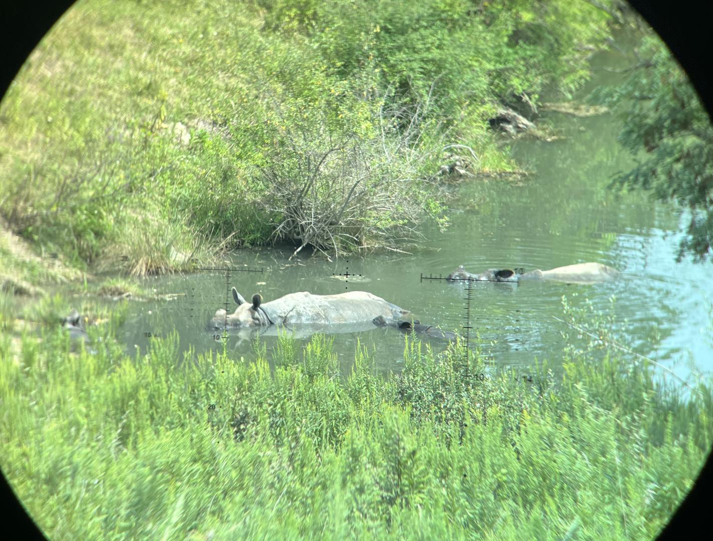 A group of adult and juvenile greater one-horned rhino though the Vectronix Vector X