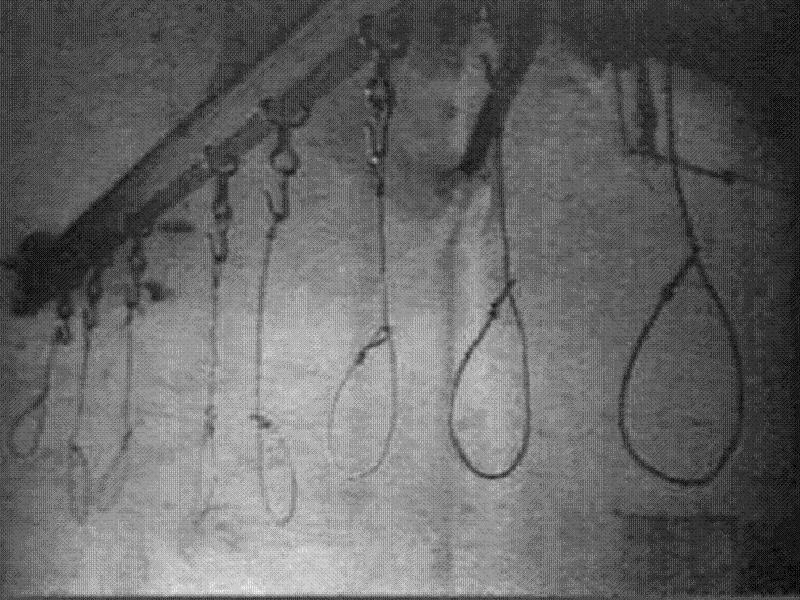 00 hitler-assassination-nooses (1).jpg