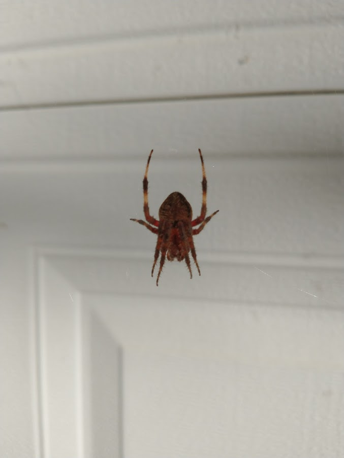 What kind of spider is this?