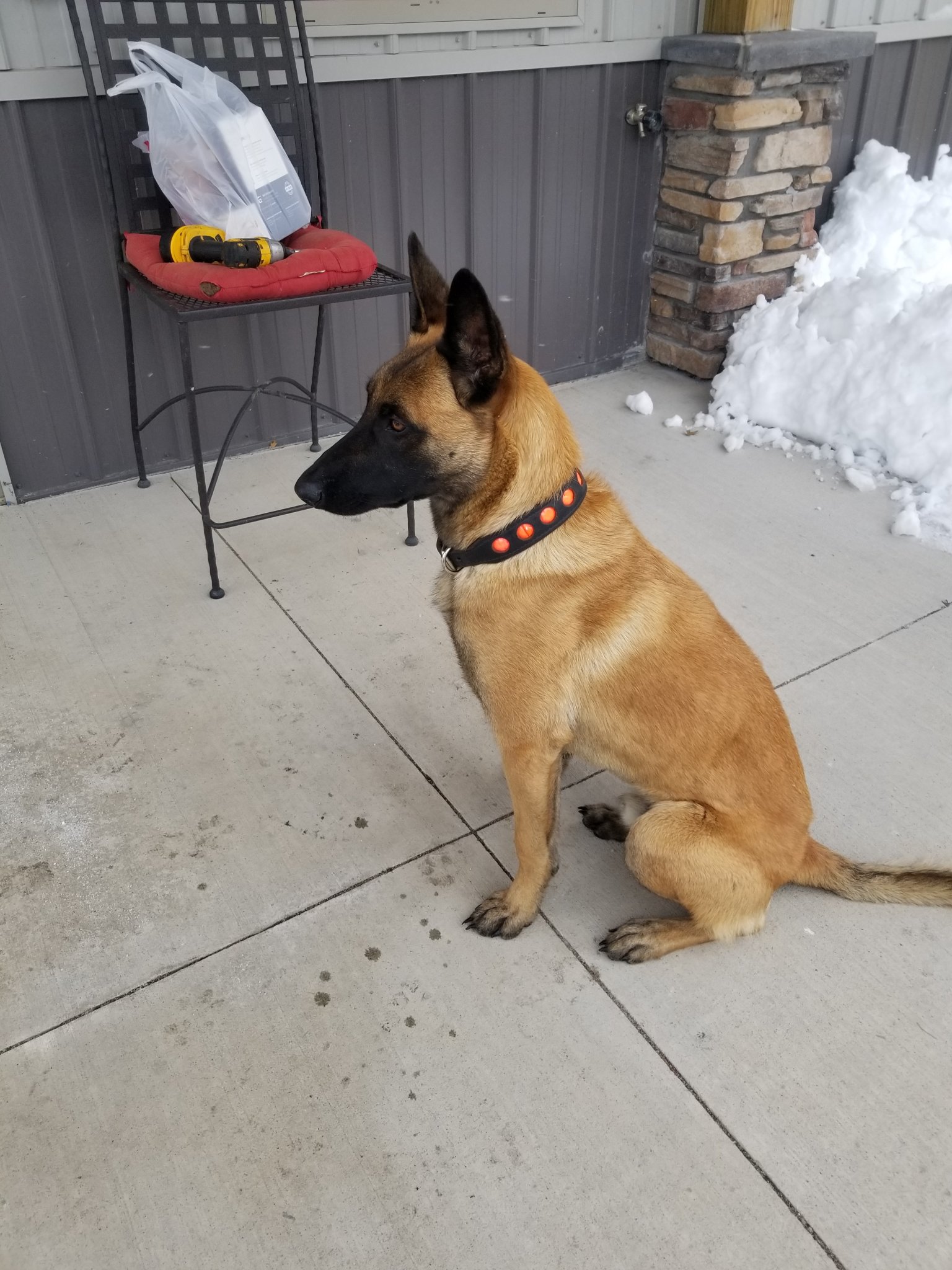 4 month best sale old belgian malinois