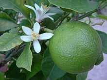 220px-Lime_Blossom.jpg