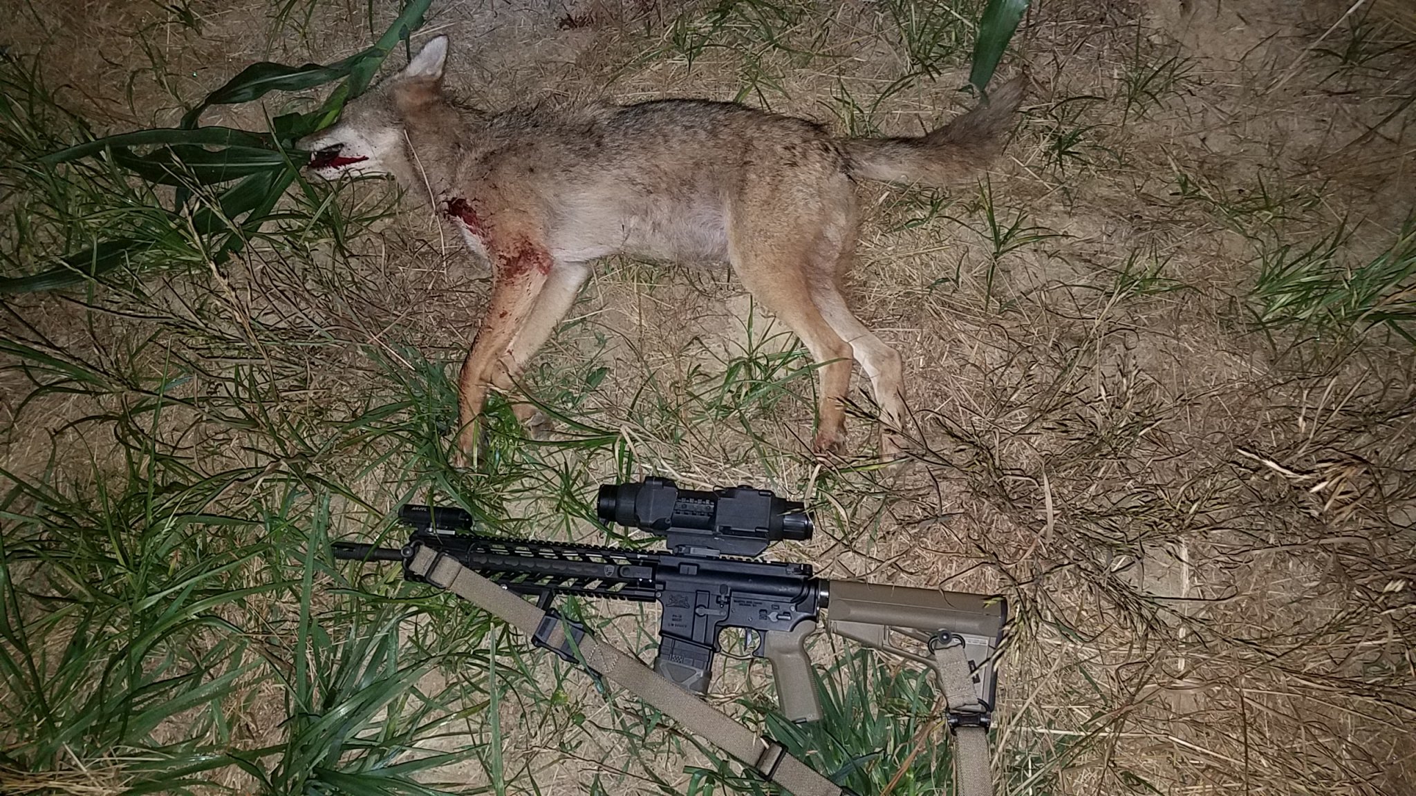 ar 15 coyote hunted with pictures