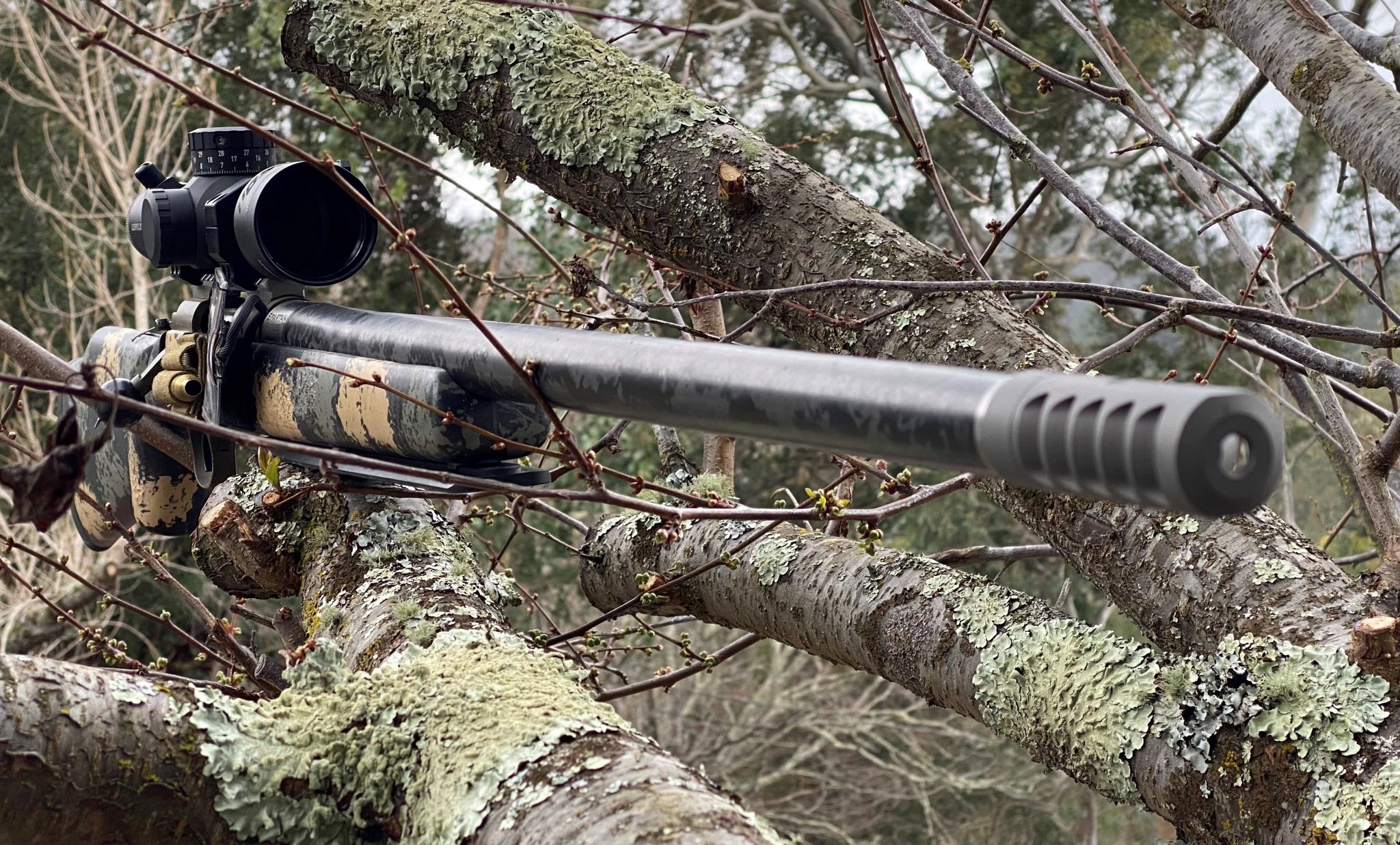 7mag in tree.jpg