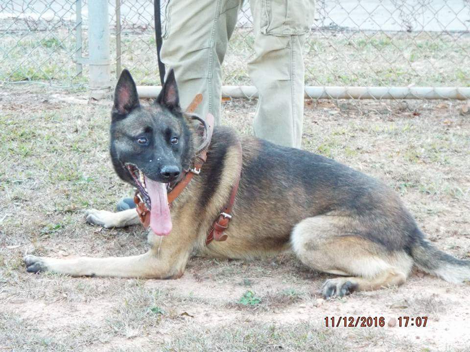 german shepherd vs belgian malinois