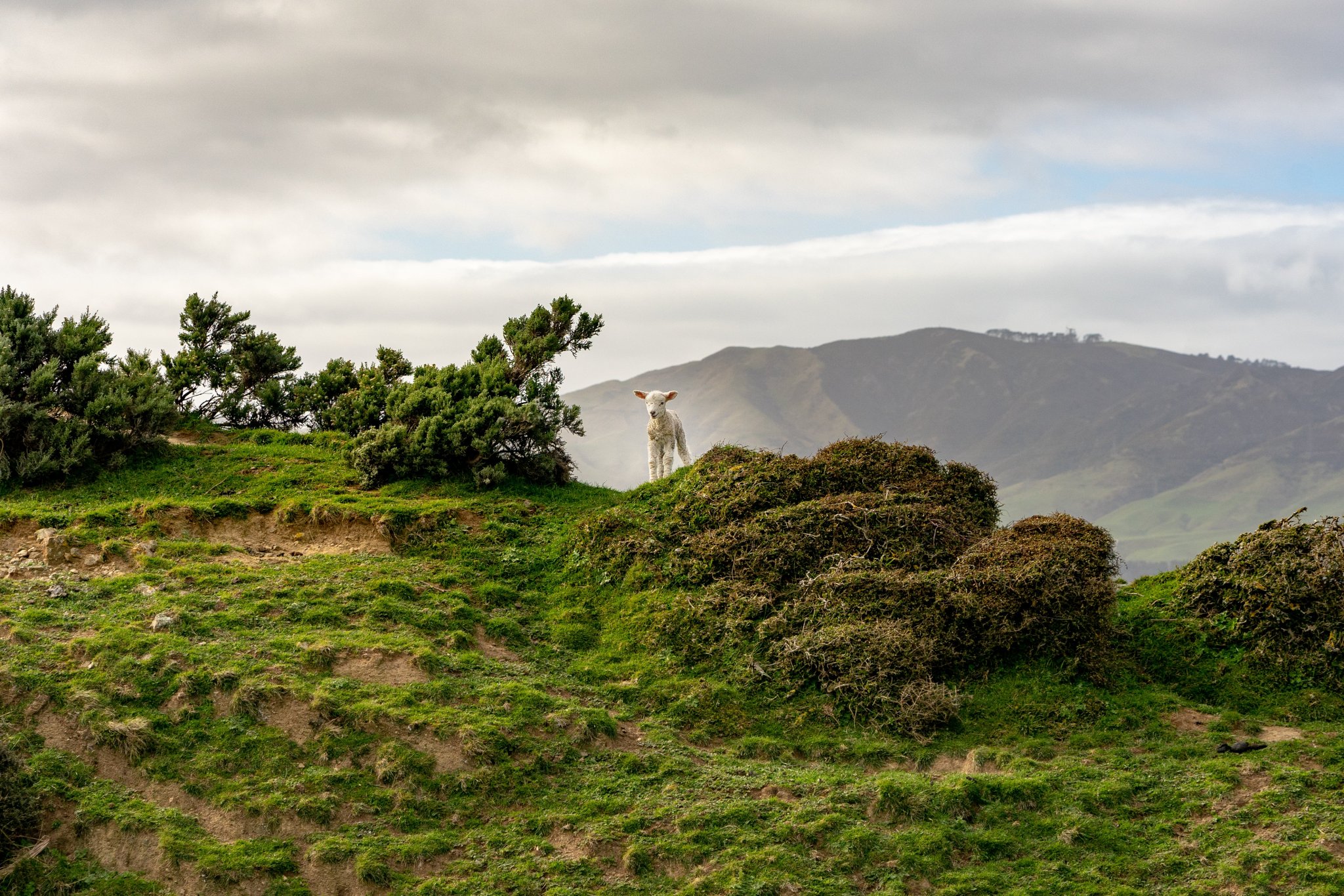 a-lamb-takes-center-stage-on-top-of-mountain.jpg