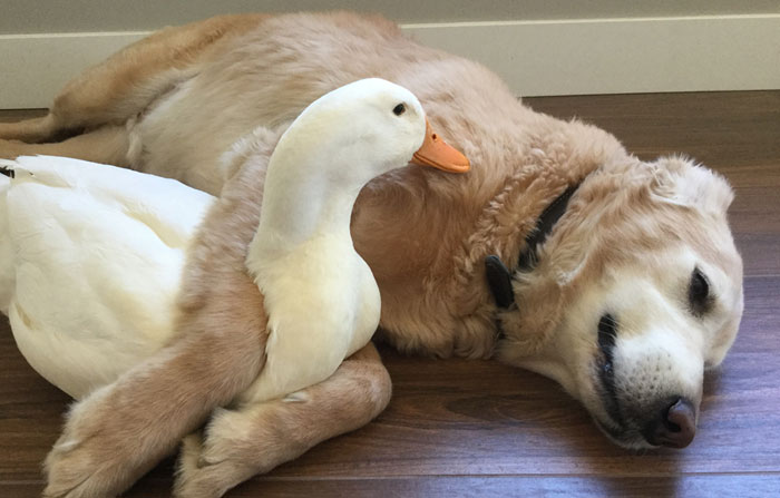 animal-friends-dog-barclay-pekin-duck-rudy-3.jpg