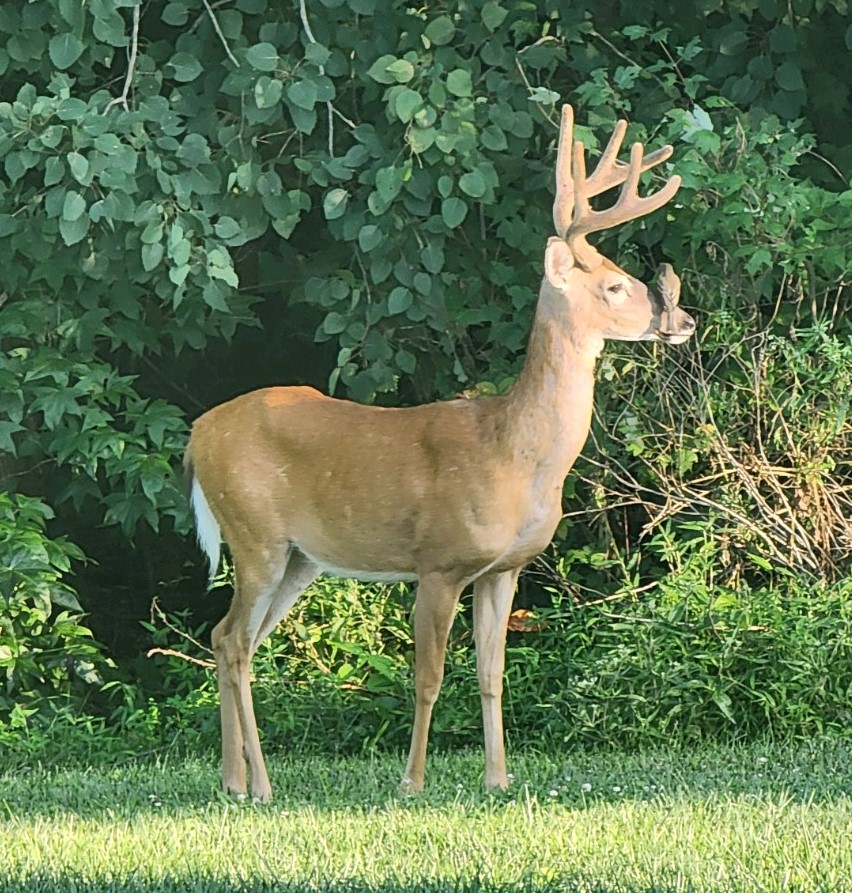 backyard_deer-bird (2).jpg