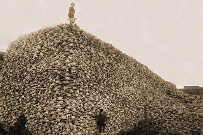 Bison-Skulls-1870-696x464.jpg