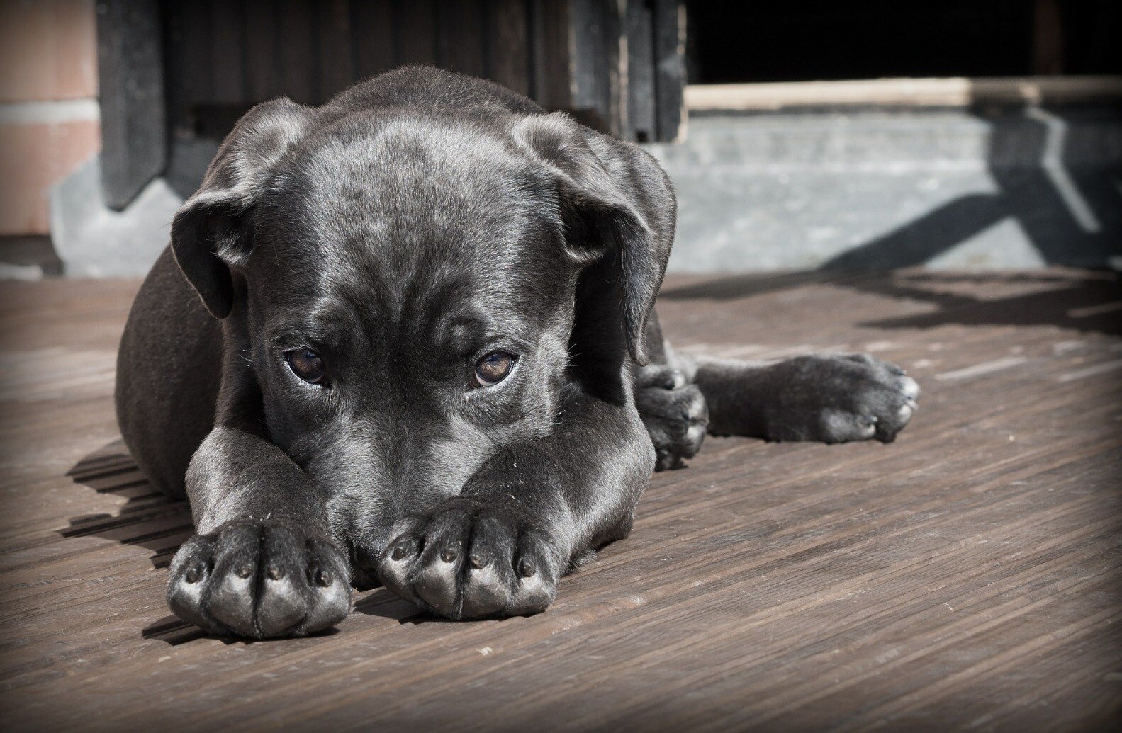 black pup.jpeg