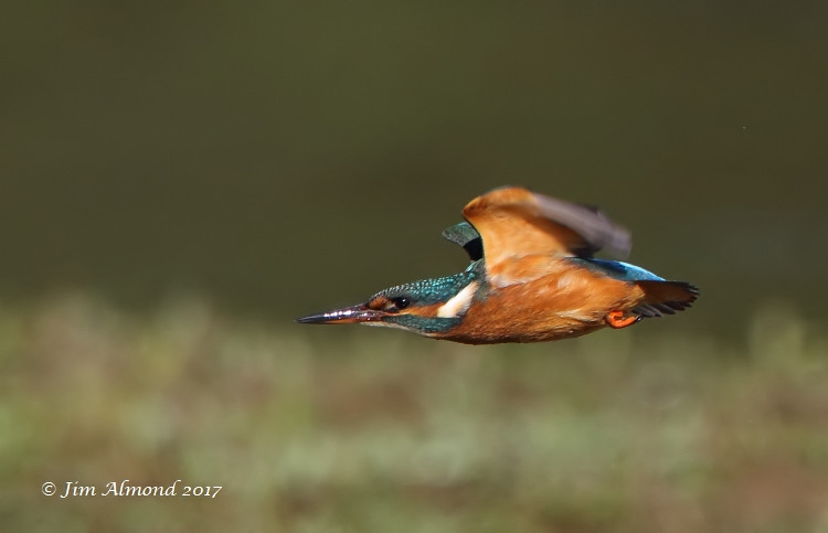 Blog Kingfisher flight 31 7 17 raw edit 1O8A84984_filtered.jpg