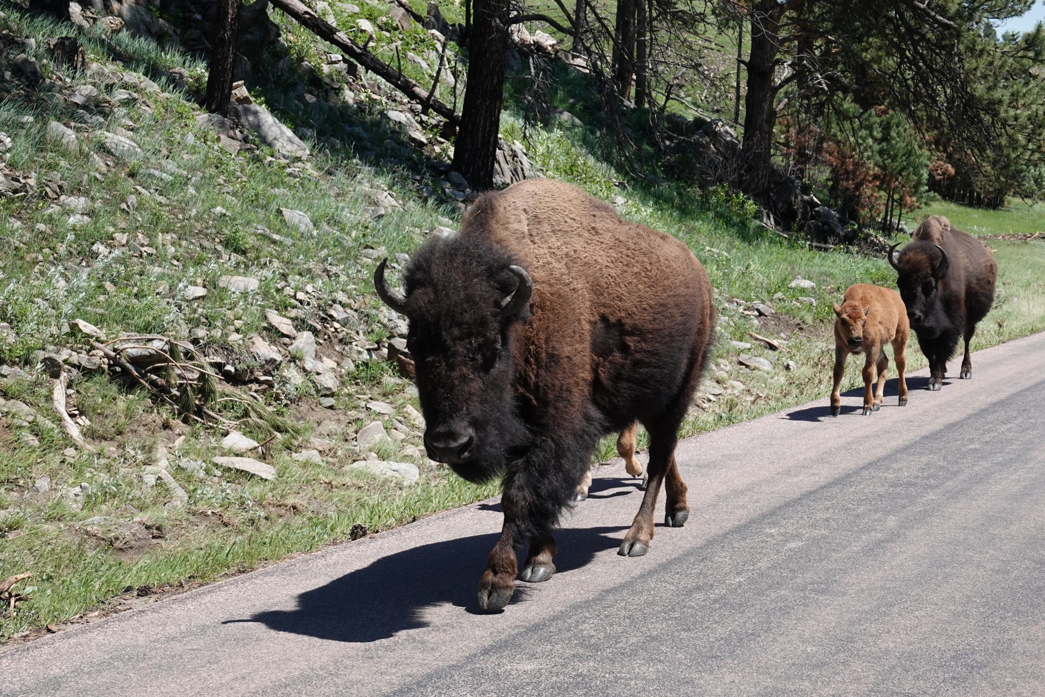 Buffalo Traffic.JPG