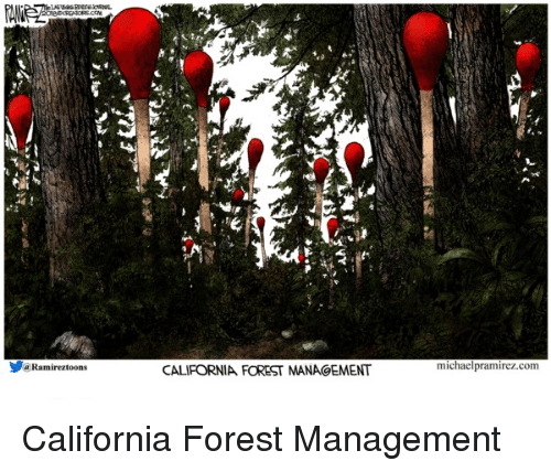 california-forest-management.png