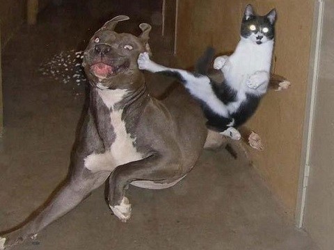 cat-vs-pit-bull.jpg