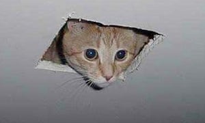 Ceiling-cat.-always-wat-007.jpg