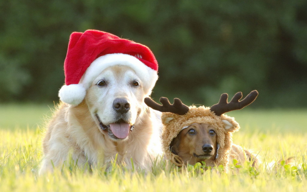 Christmas-Dog-Wallpaper-3.jpg