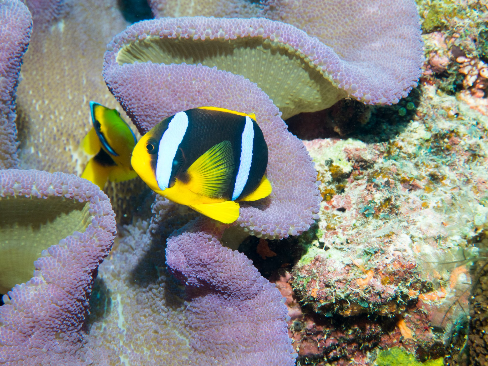 Clarks Anemonefish with Purple Carpet Anemone.jpg