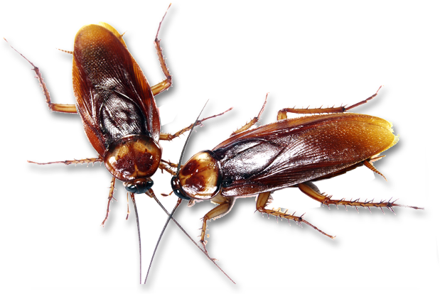 Cockroach-Transparent.png