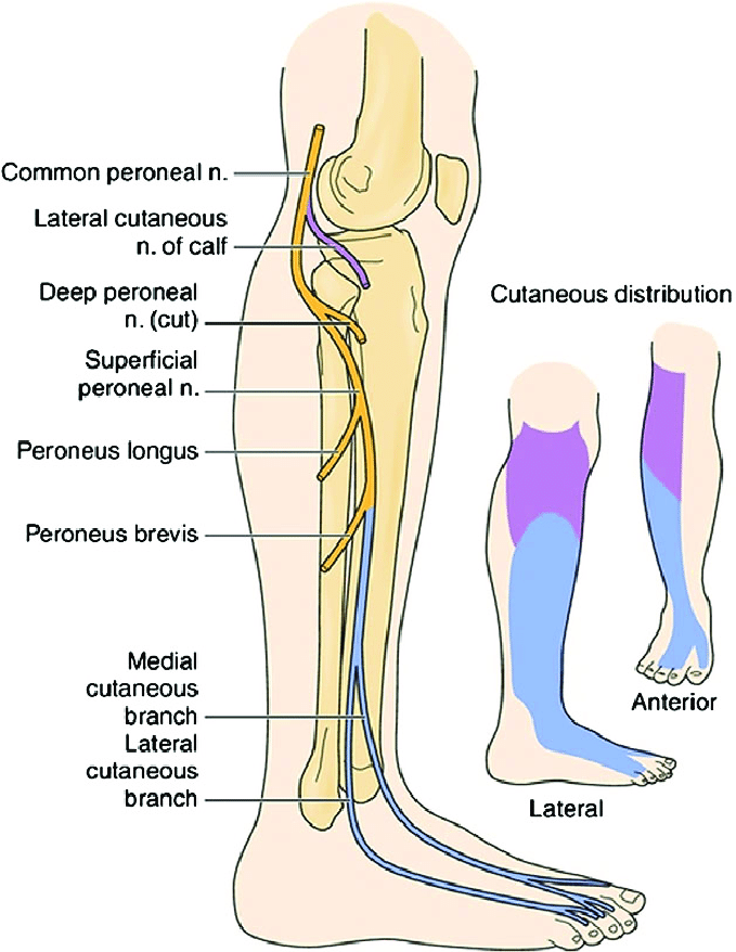 Common-blue-and-superficial-purple-peroneal-nerve-branch-cutaneous-distributions-and.png