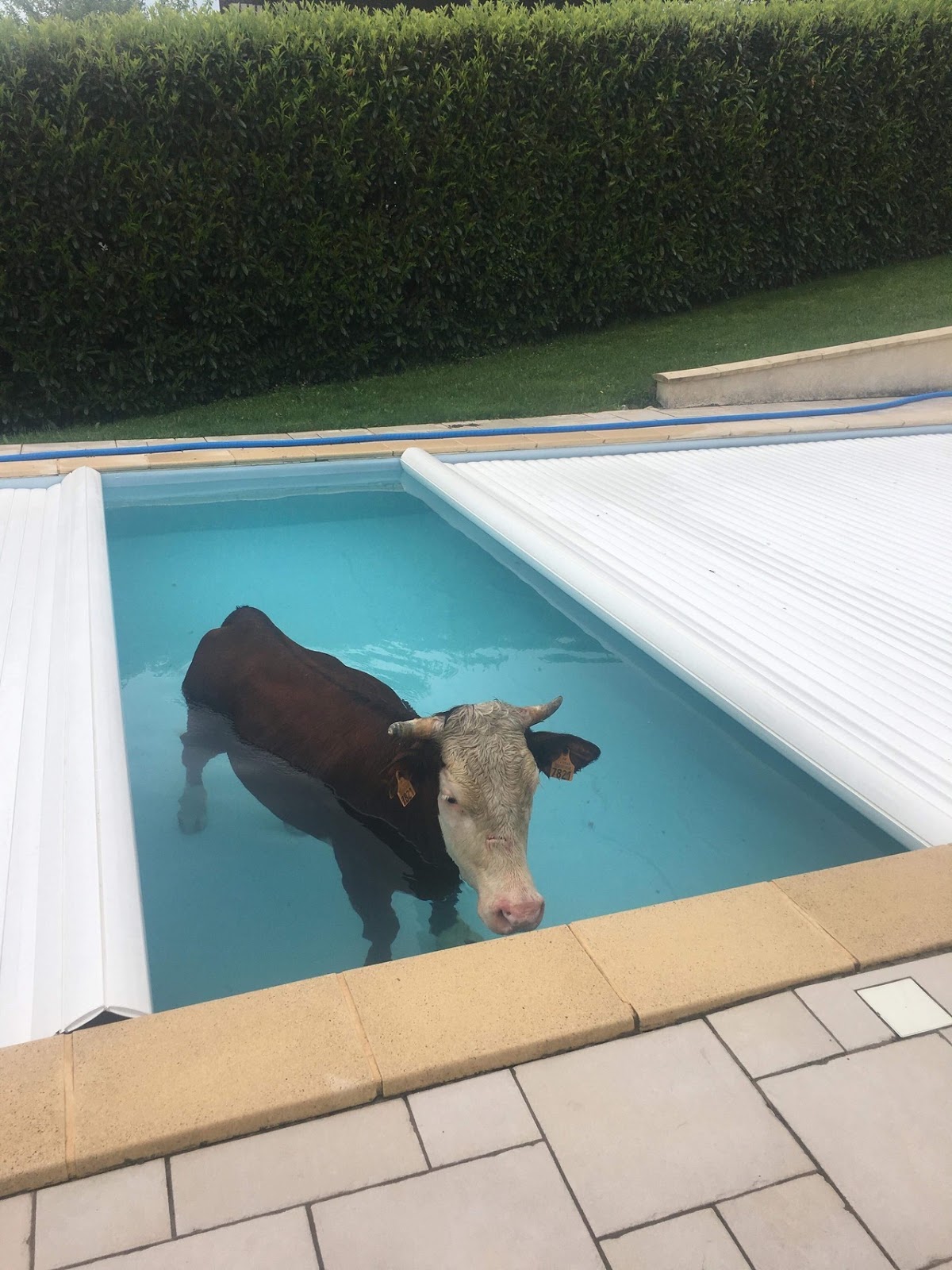 cow pool.jpg