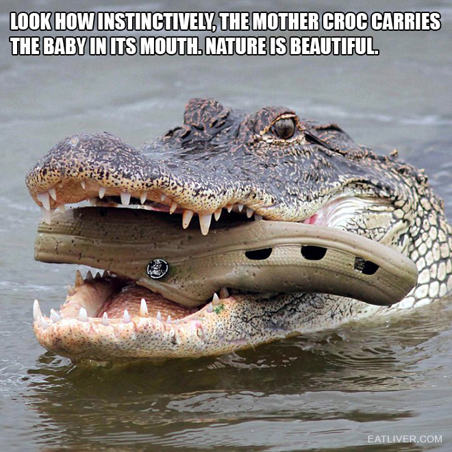 croc.jpg
