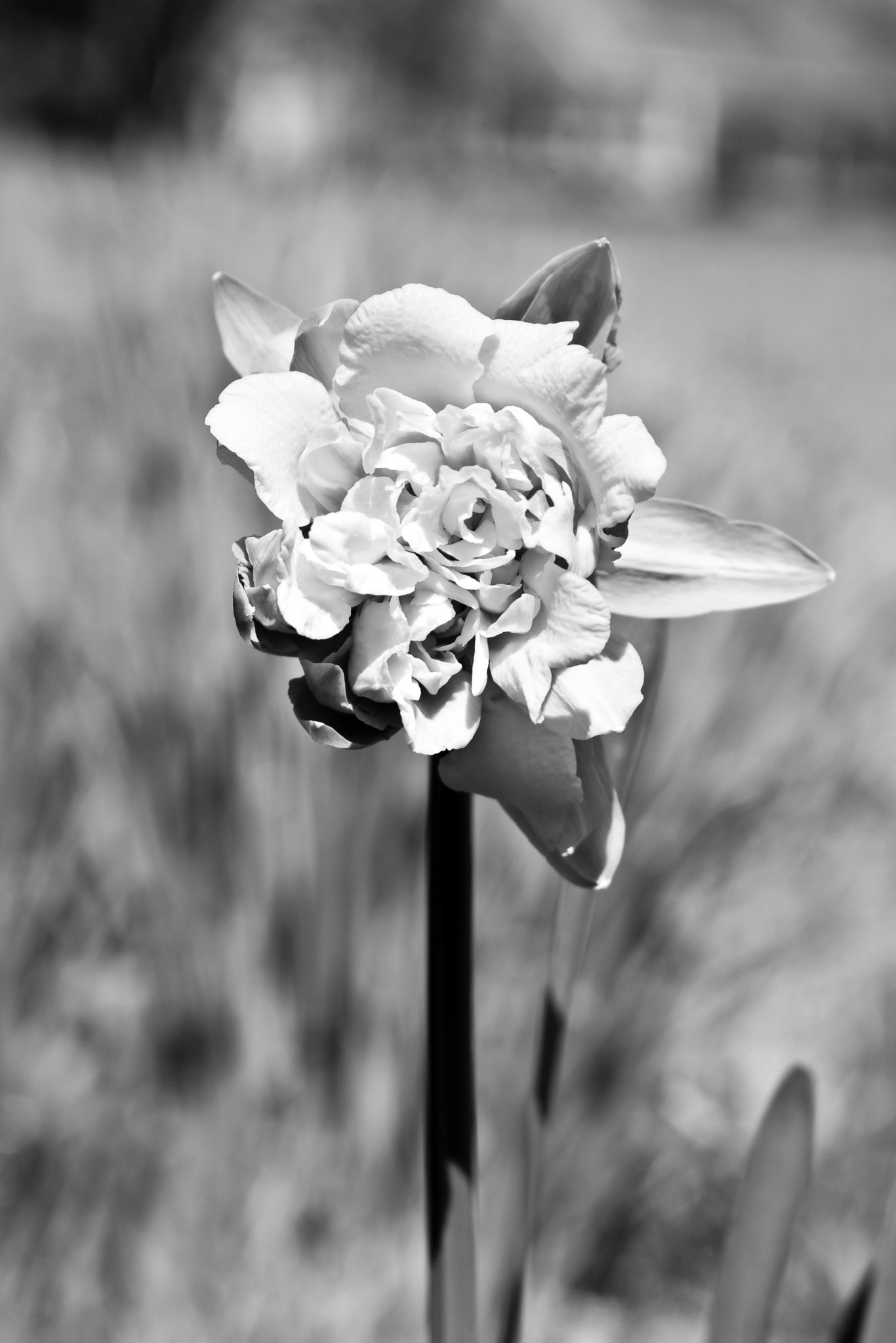 Daffodils at Arboretum May 2009 (4).JPG