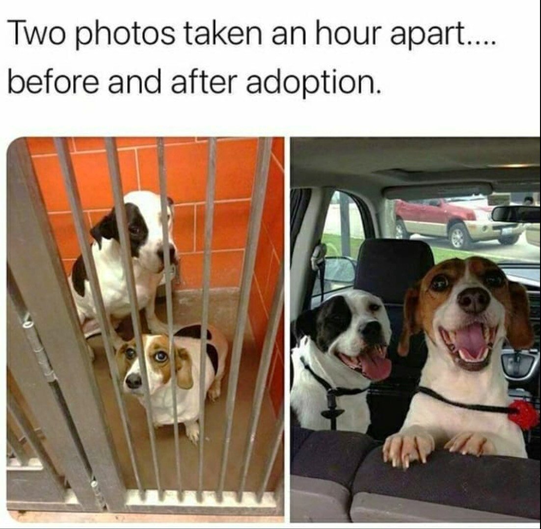 dog adopt.jpeg