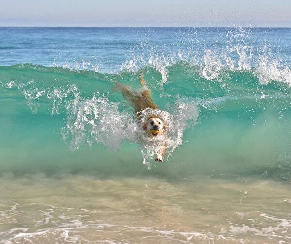 dog body surf.jpg