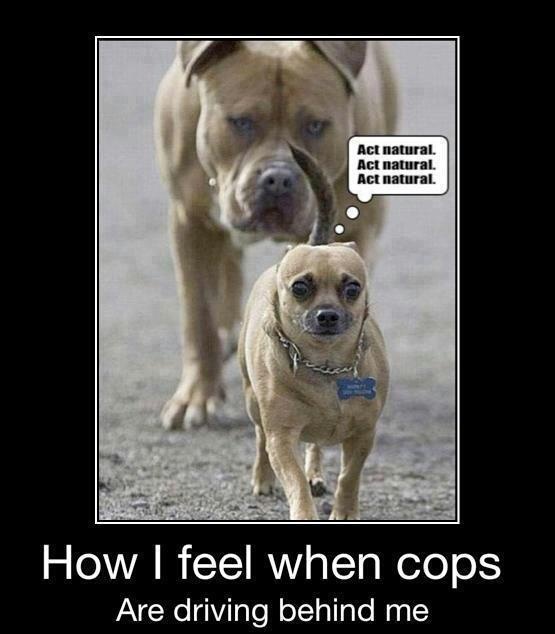 dog cops.jpeg