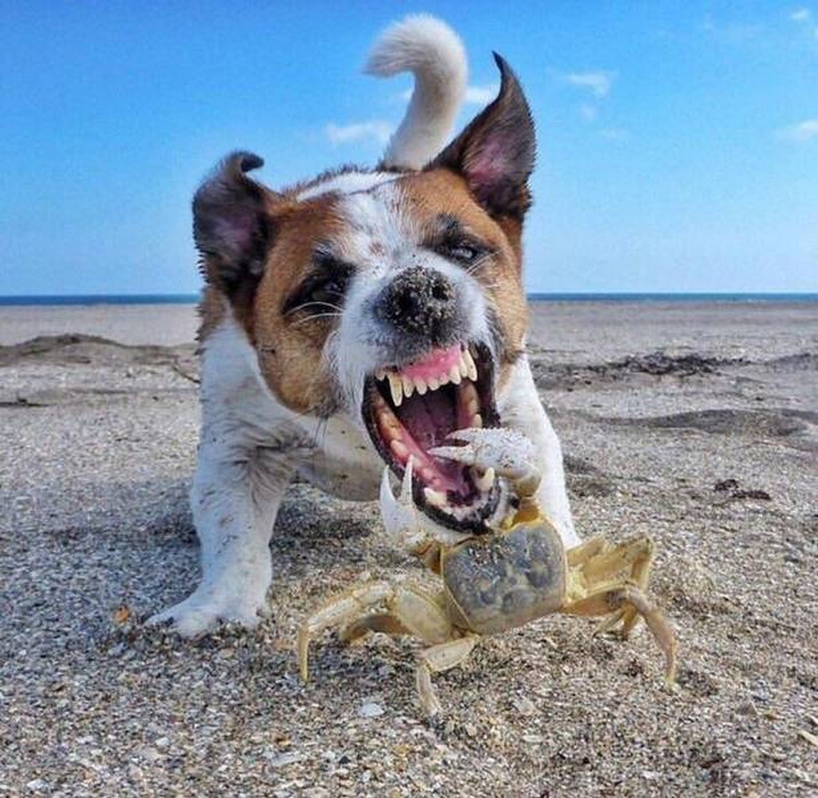 dog crab.jpeg