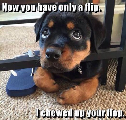 dog flip flop.jpeg