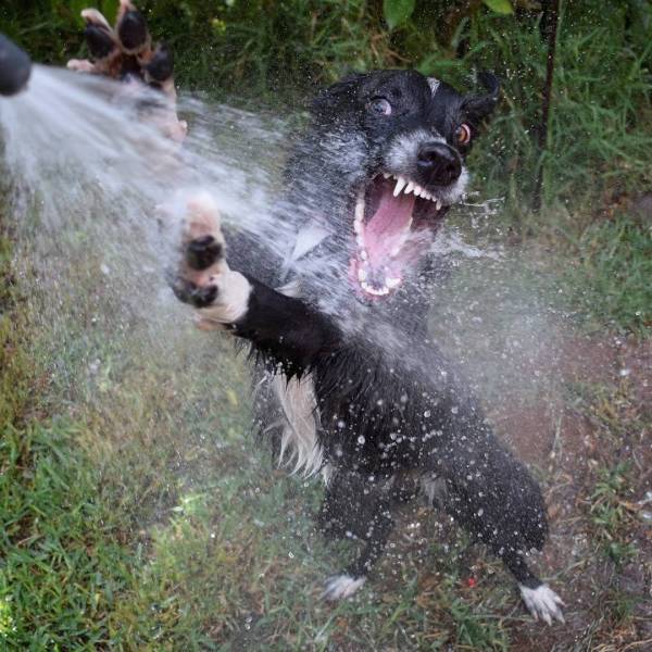 dog hose.jpeg