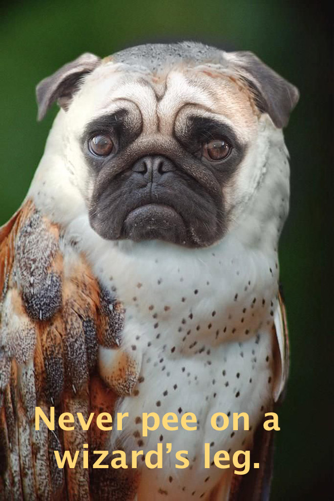 dog-owls8.jpg