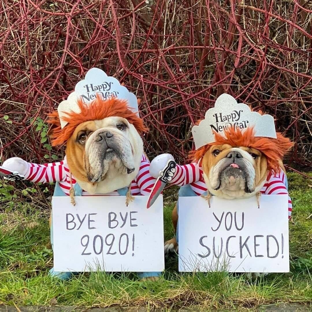 dogs 2020.jpg