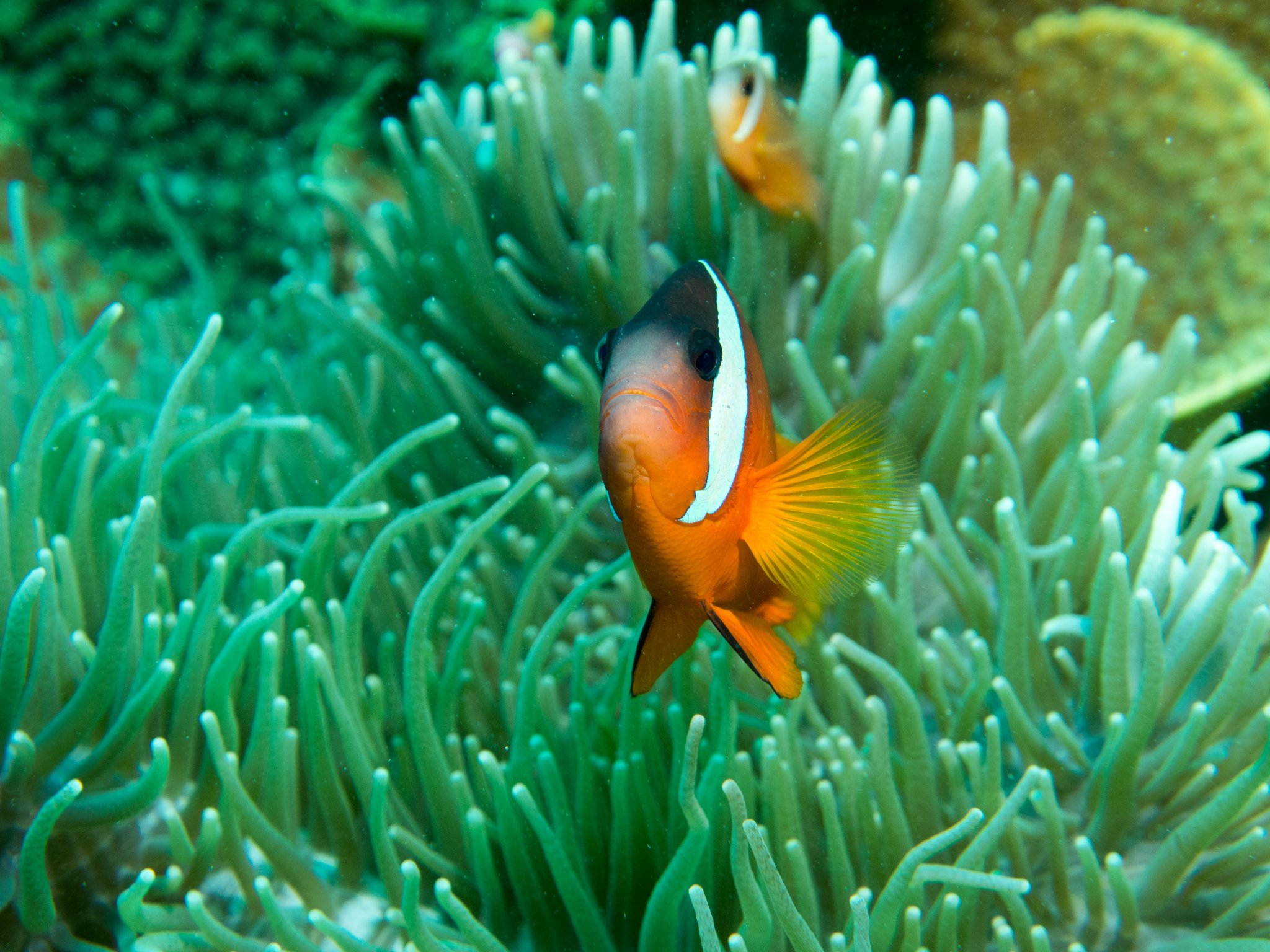 Fiji Anemonefish and BTA1.jpg