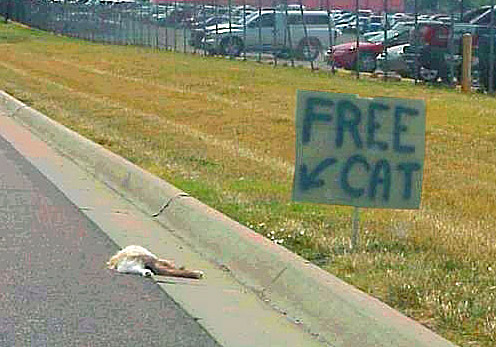 FreeCat.jpg