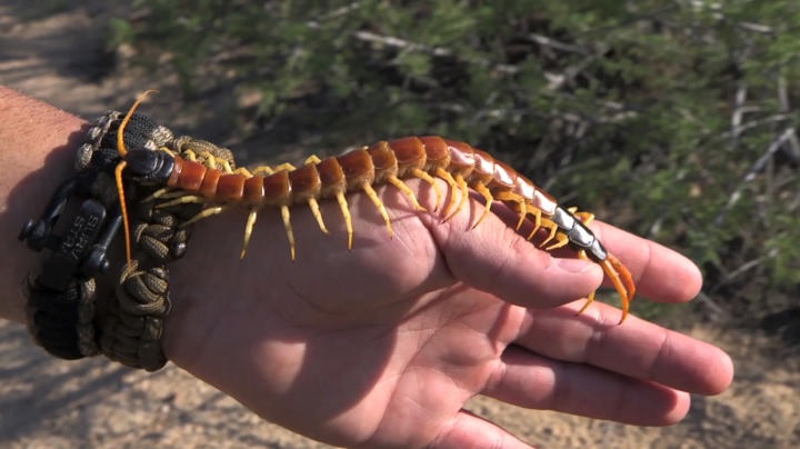 giantdesertcentiped2e.jpg