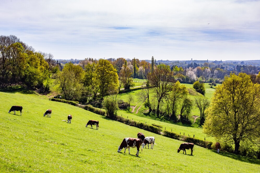 herd-cows-grazing-pasture-daytime_181624-18491.jpg