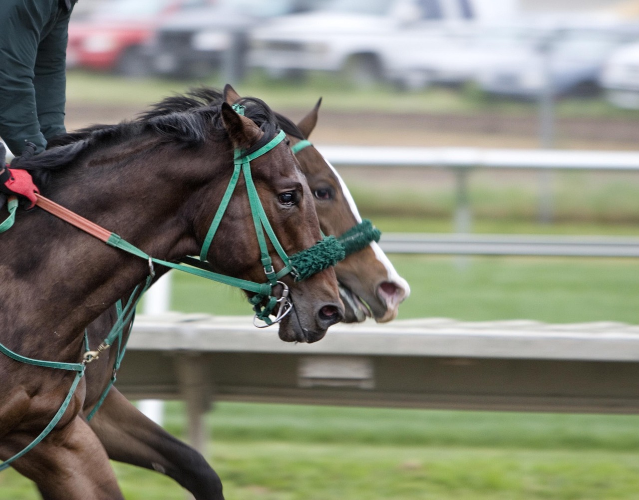 horses-430439_1280.jpg