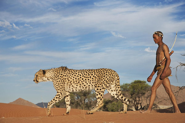 indigenous-bushmansan-hunter-43-years-old-hunting-with-cheetah-acinonyx-jubatus-namibia-image-...jpg