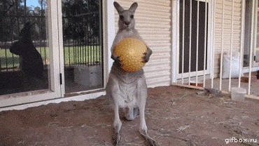 kangaroo.gif