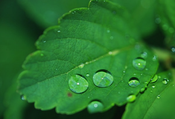 Leaf-Landscapes-Nature-Water-Droplet-Plant-Free-Im-4888.jpg