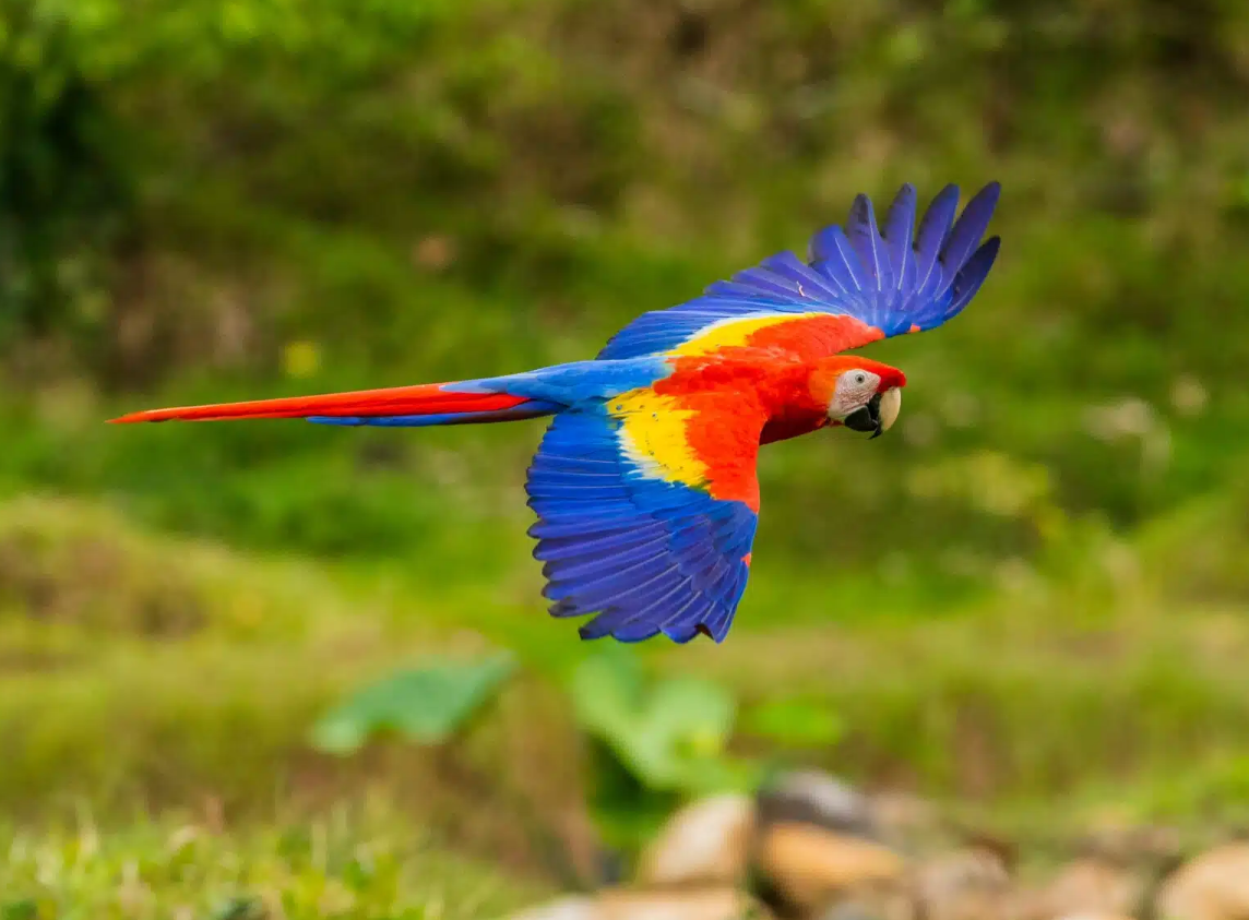 Macaw.png