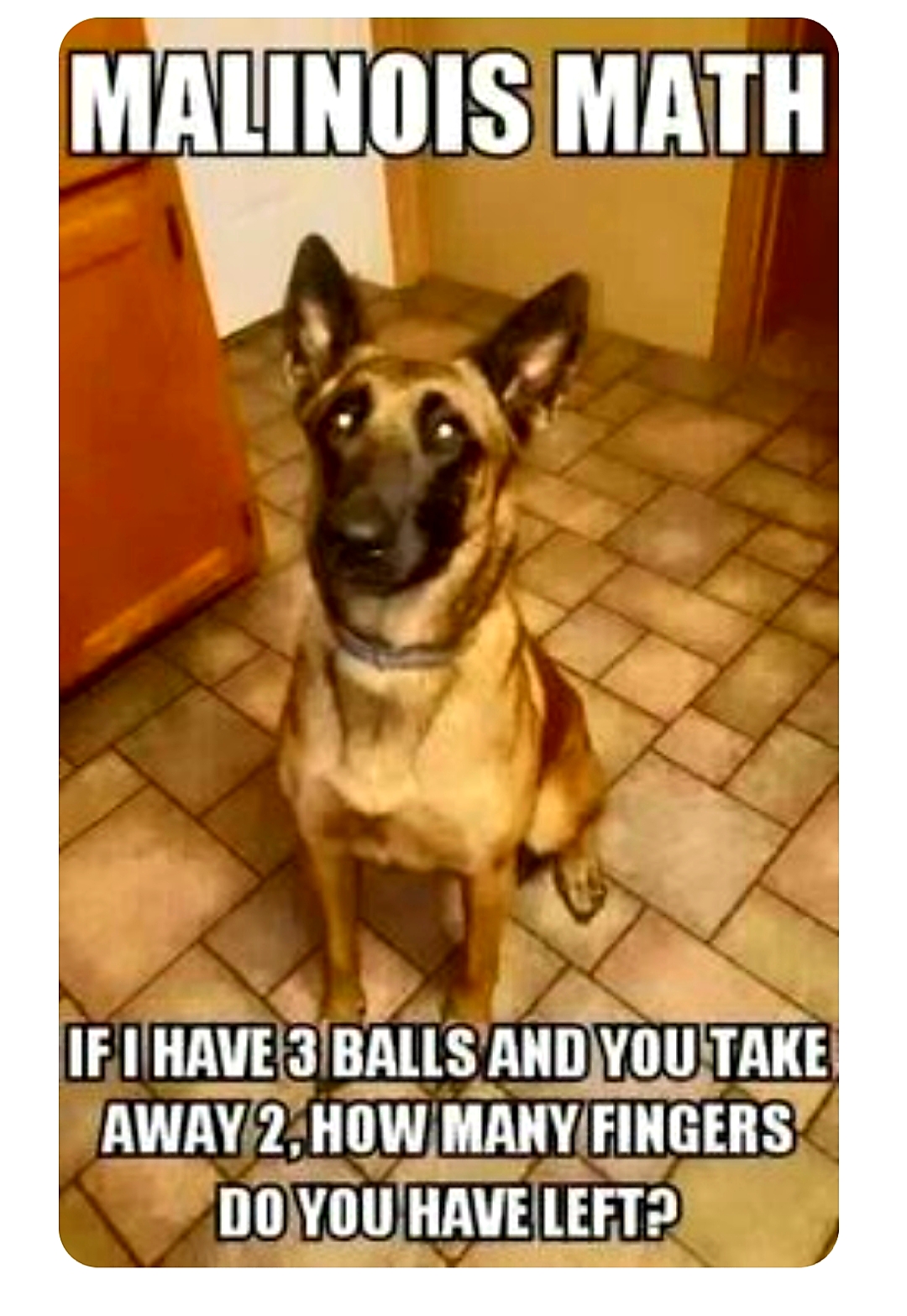 Malinois Math.jpg