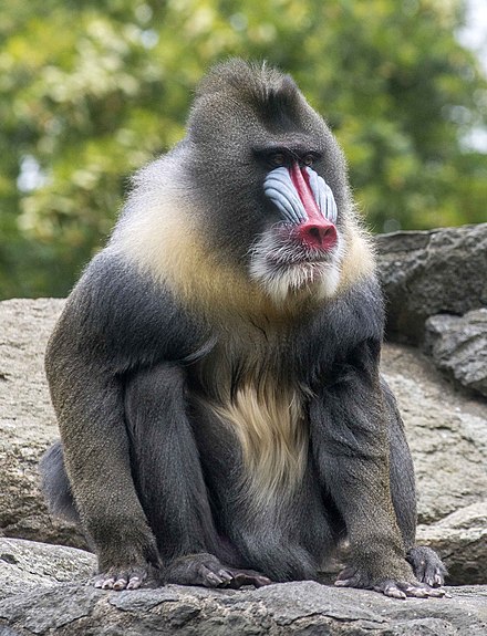 Mandrill_Albert_September_2015_Zoo_Berlin_(2).jpg