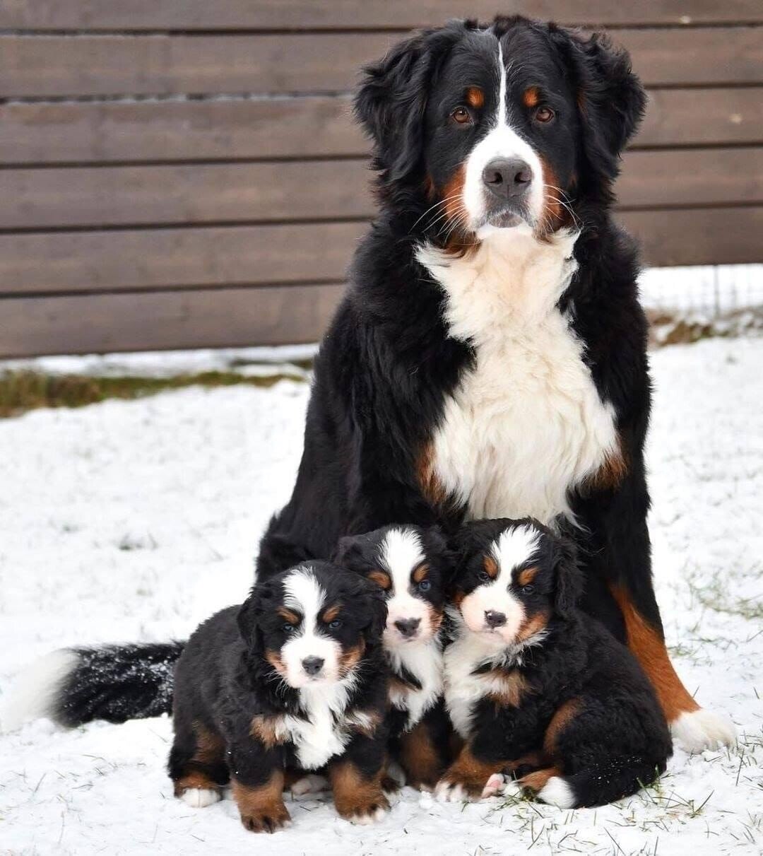 mom pups.jpeg