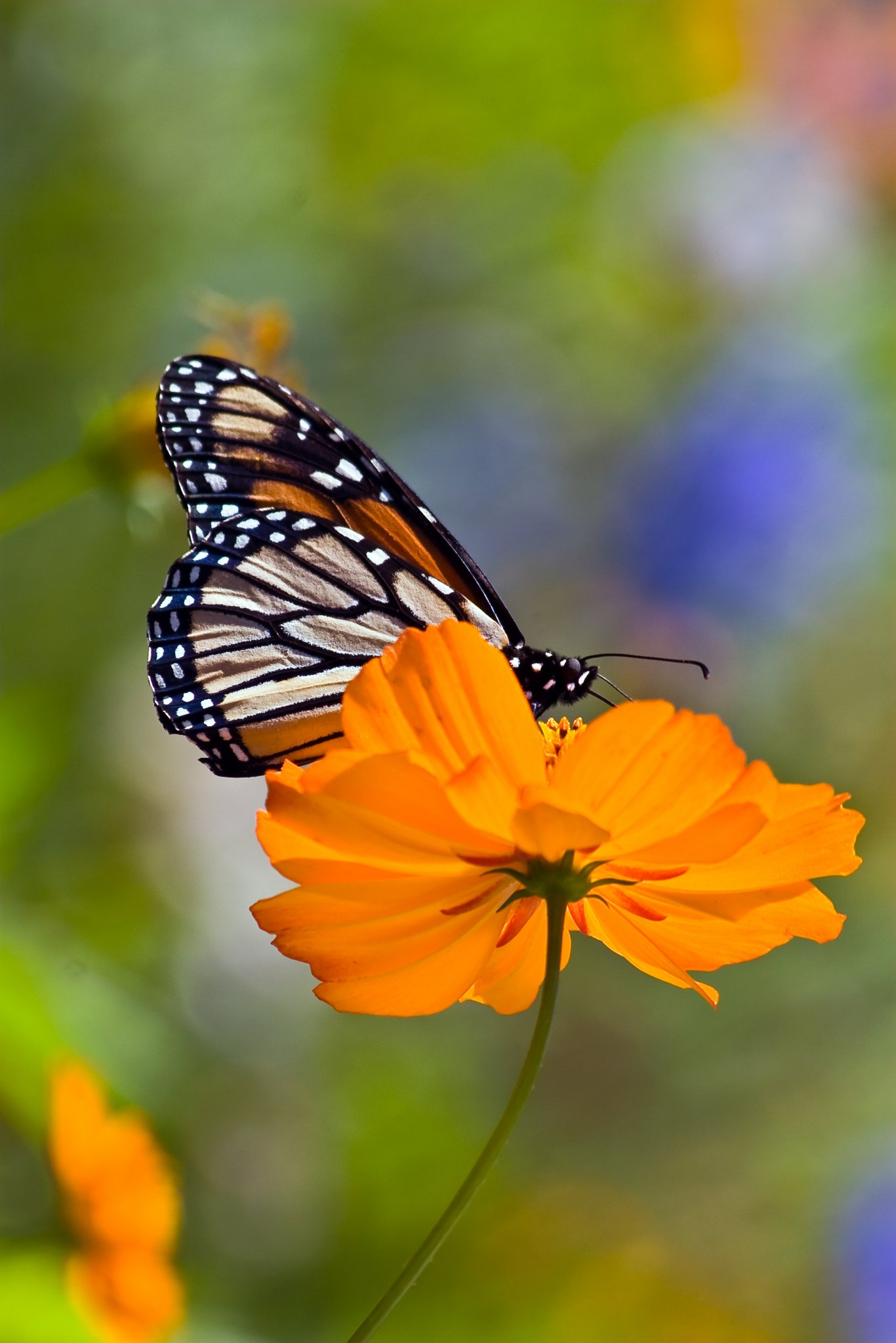 Monarch Butterfly IMG_6125.JPG